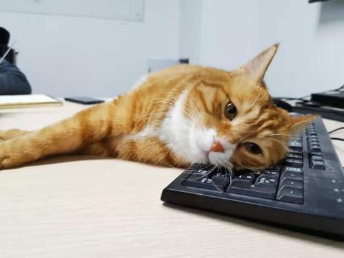 娱乐吃瓜君猫带体检,揭秘明星宠物健康生活