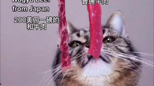 娱乐吃瓜酱小猫睡在哪里,揭秘萌宠的温馨睡眠角落