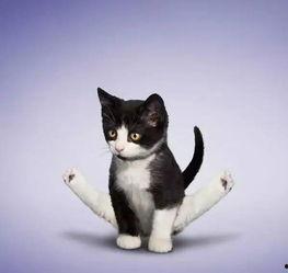 娱乐吃瓜酱不如猫,揭秘娱乐圈幕后那些事儿