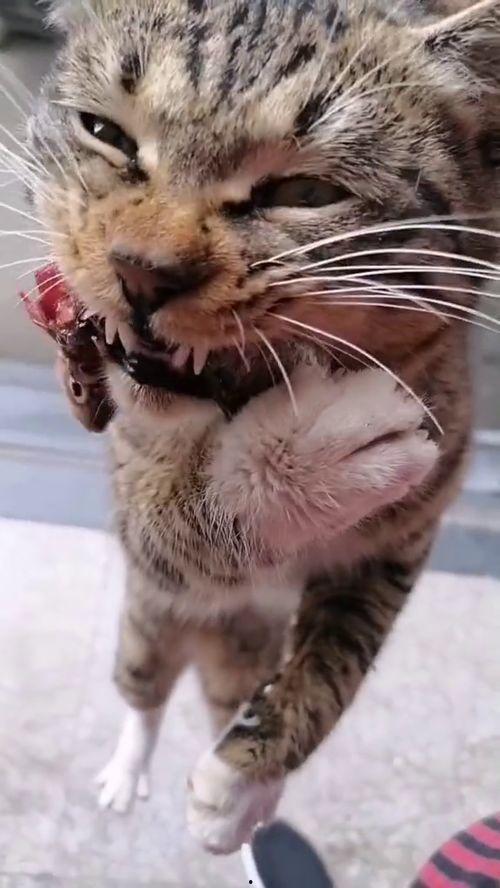 娱乐吃瓜酱不如猫,揭秘娱乐圈幕后那些事儿